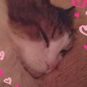 Meet your Posher, Beverly